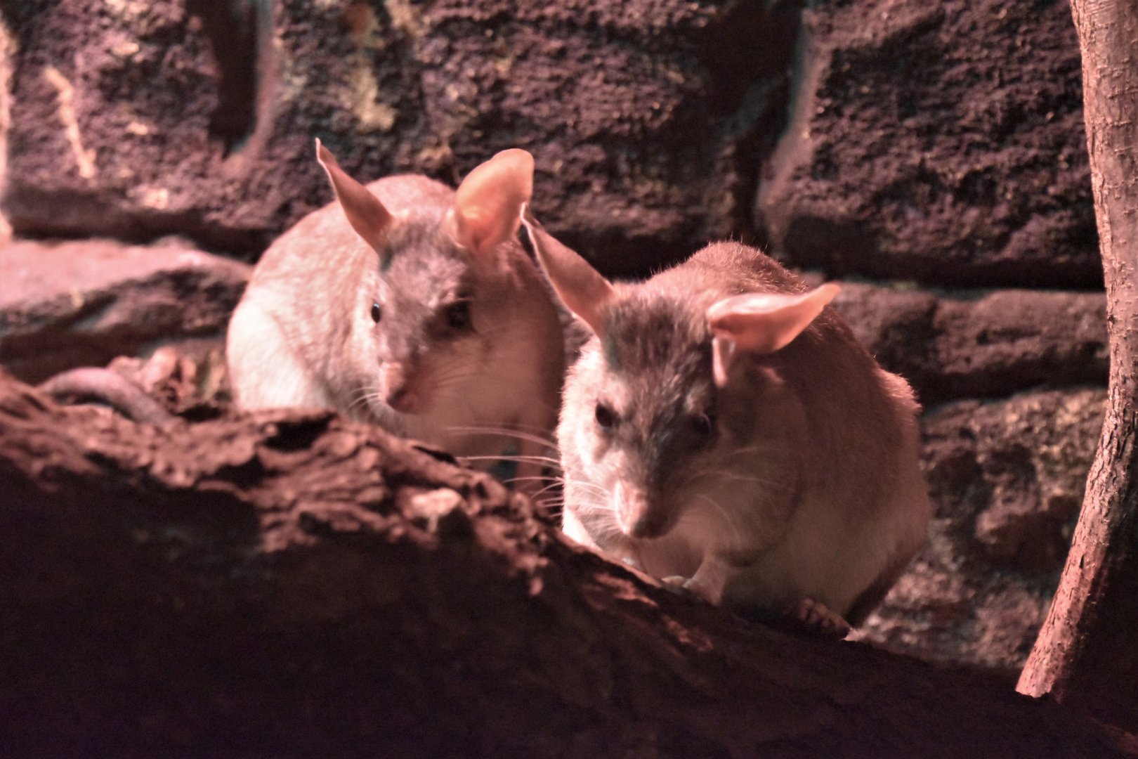 Malagasy giant jumping rat