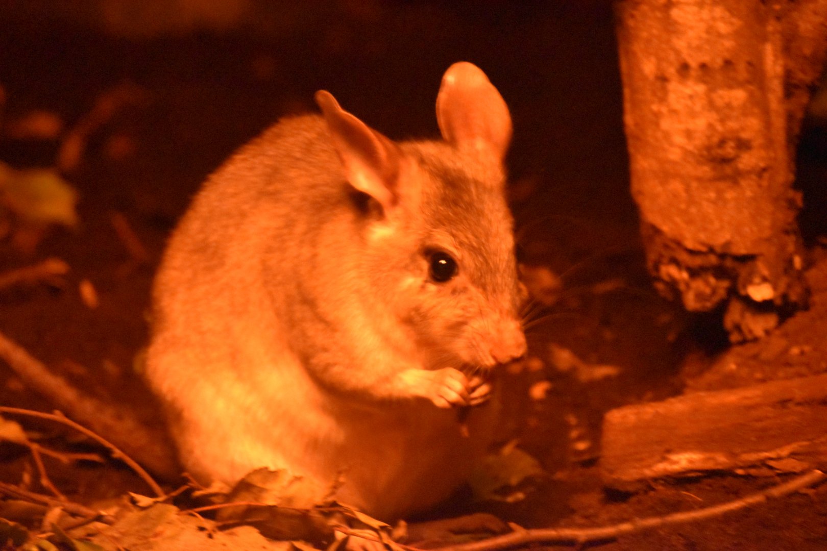 Malagasy giant jumping rat
