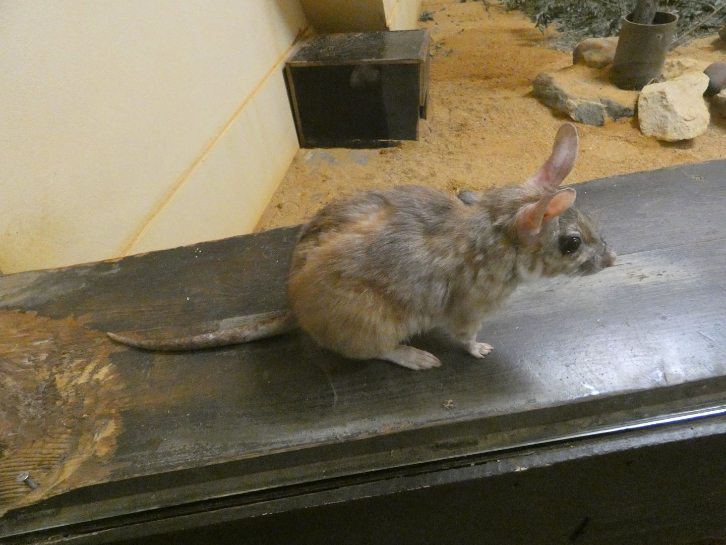 Malagasy giant jumping rat