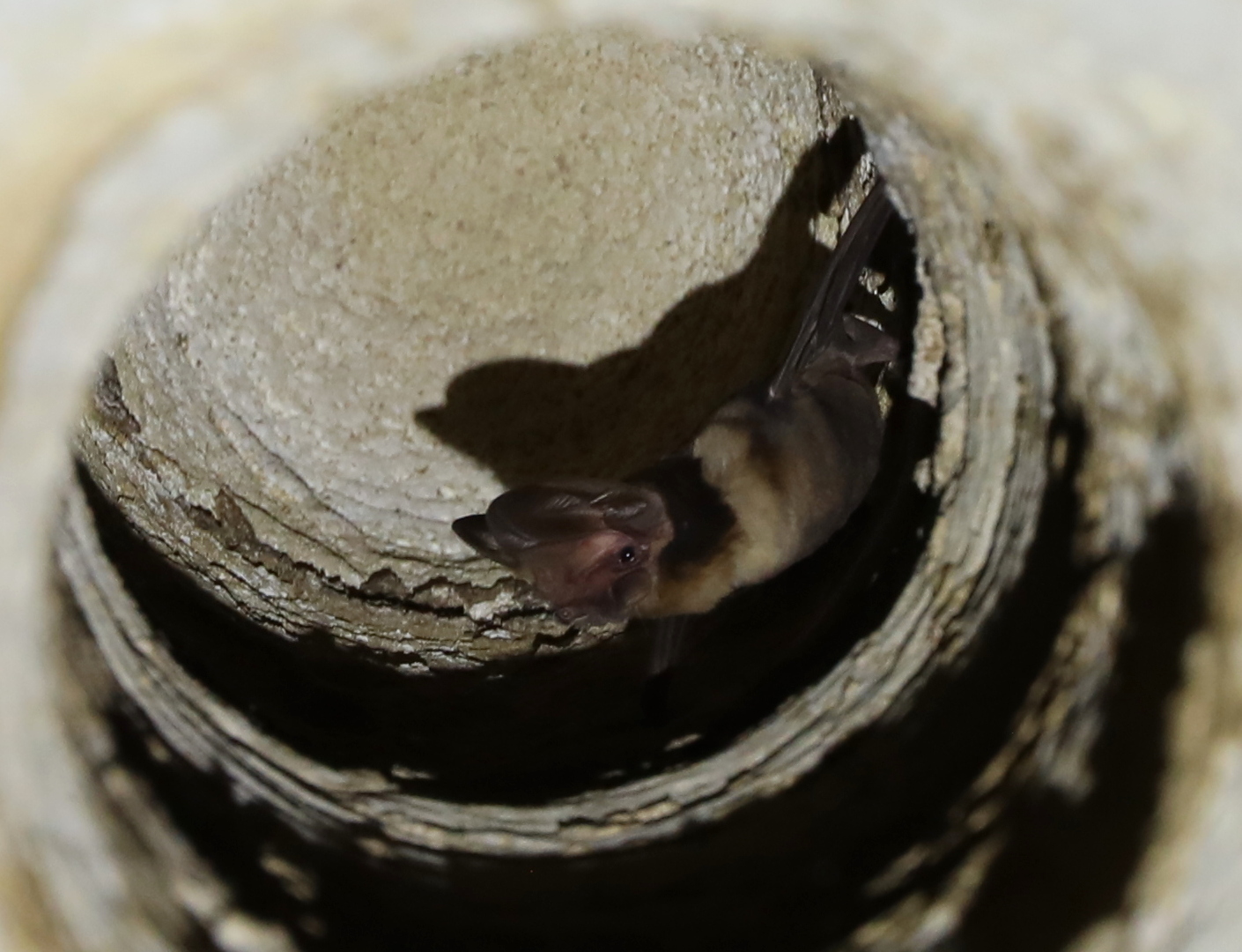 Malagasy giant mastiff bat (Otomops madagascariensis)