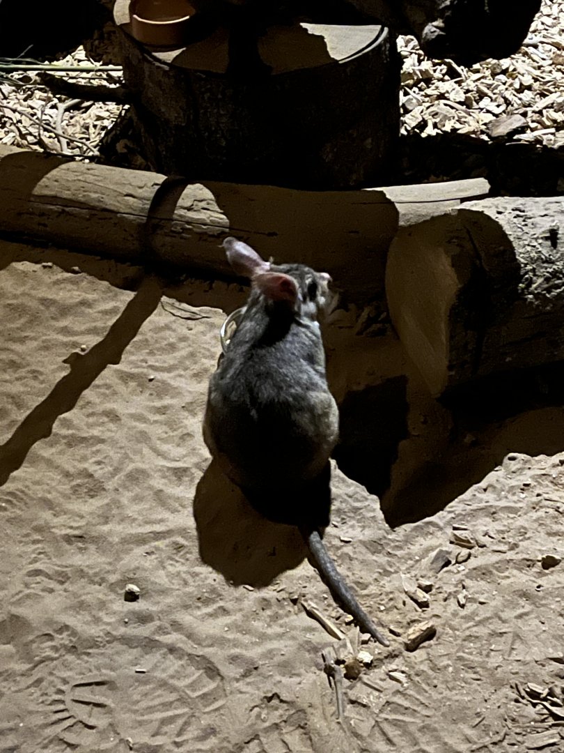 Malagasy giant rat 14.10.23
