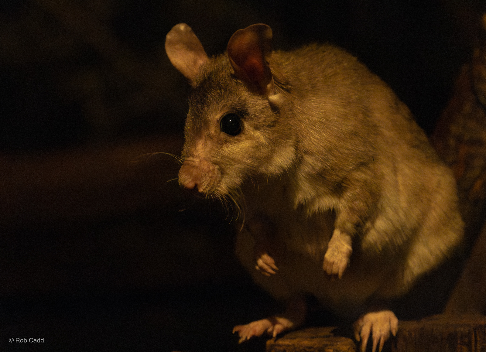 Malagasy giant rat : Cotswold WP : 01 Jun 2024