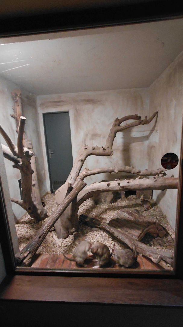 Malagasy giant rat exhibit