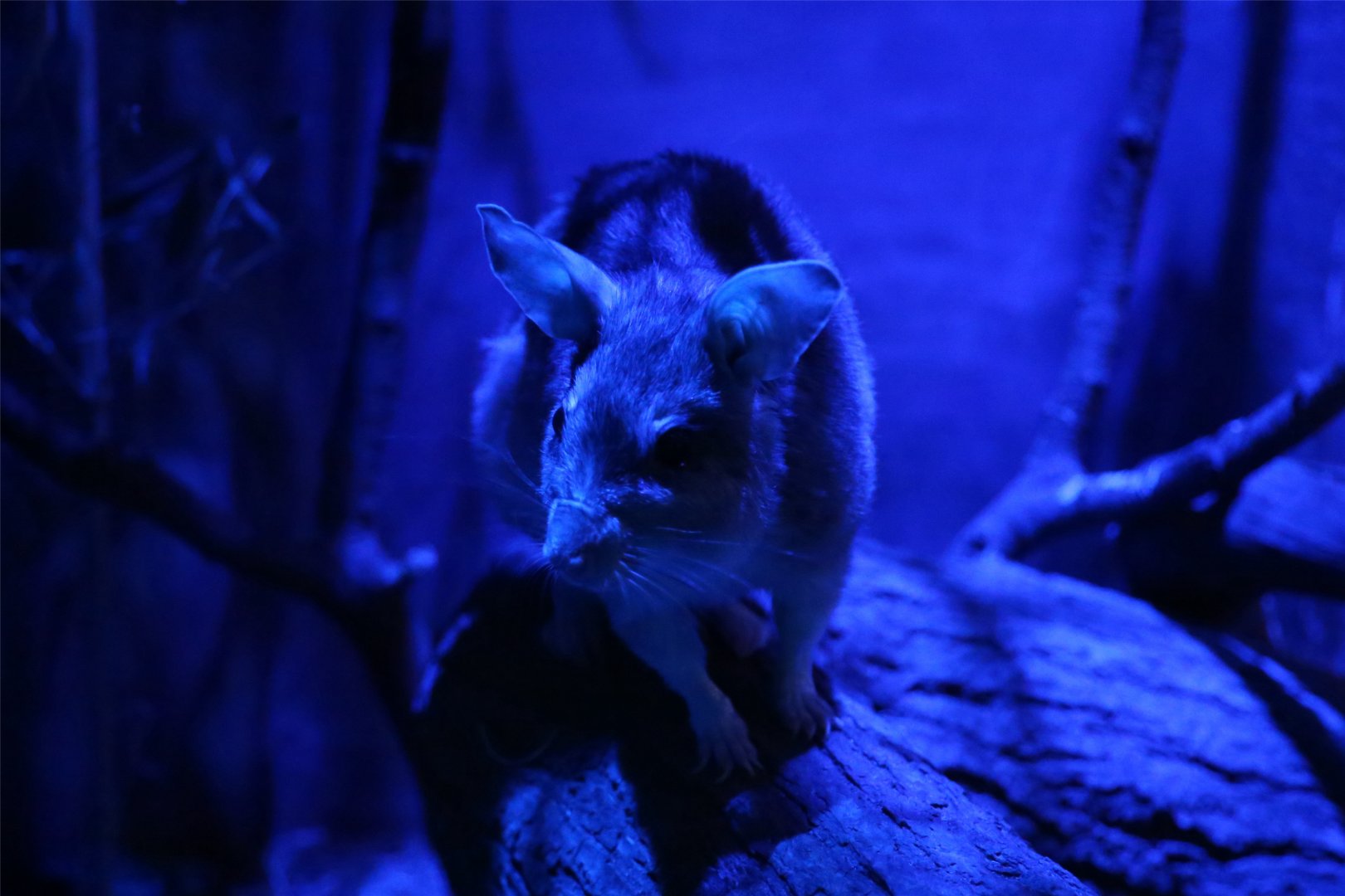 Malagasy Giant Rat (Hypogeomys antimena), August 2015