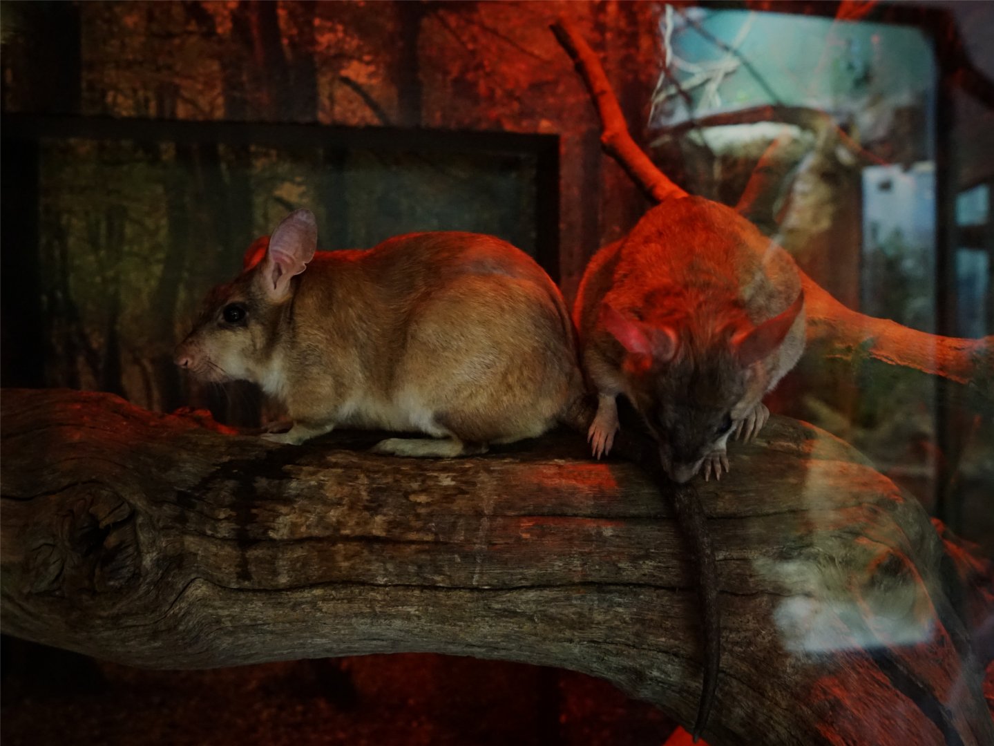 Malagasy Giant Rat (Hypogeomys antimena), May 2015