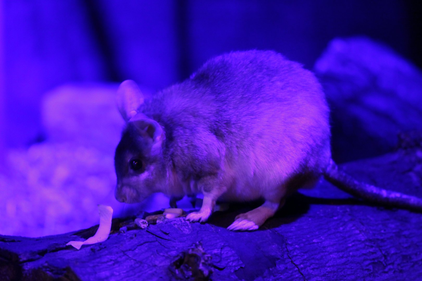 Malagasy giant rat (Hypogeomys antimena)