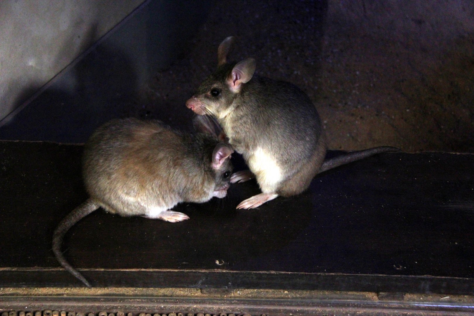 Malagasy giant rat (Hypogeomys antimena)