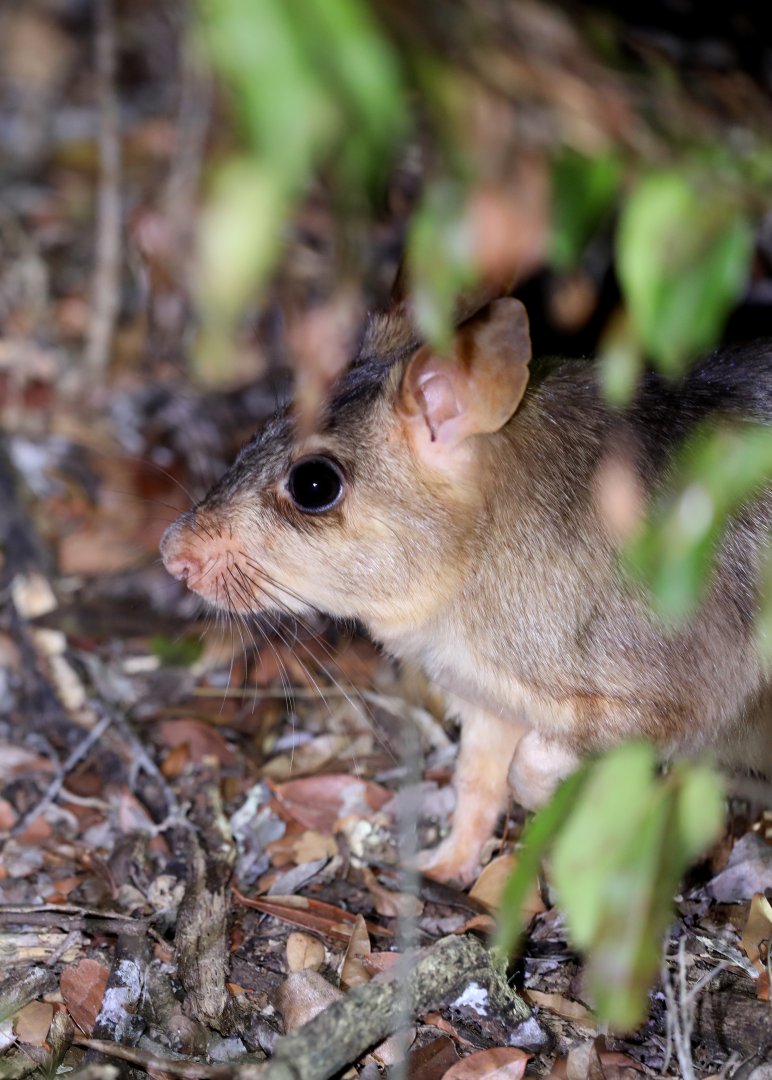 Malagasy giant rat (Hypogeomys antimena)