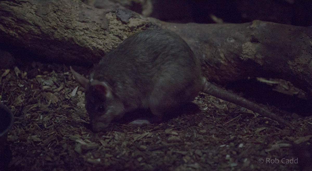 Malagasy giant rat : Shaldon : 24 Sep 2015