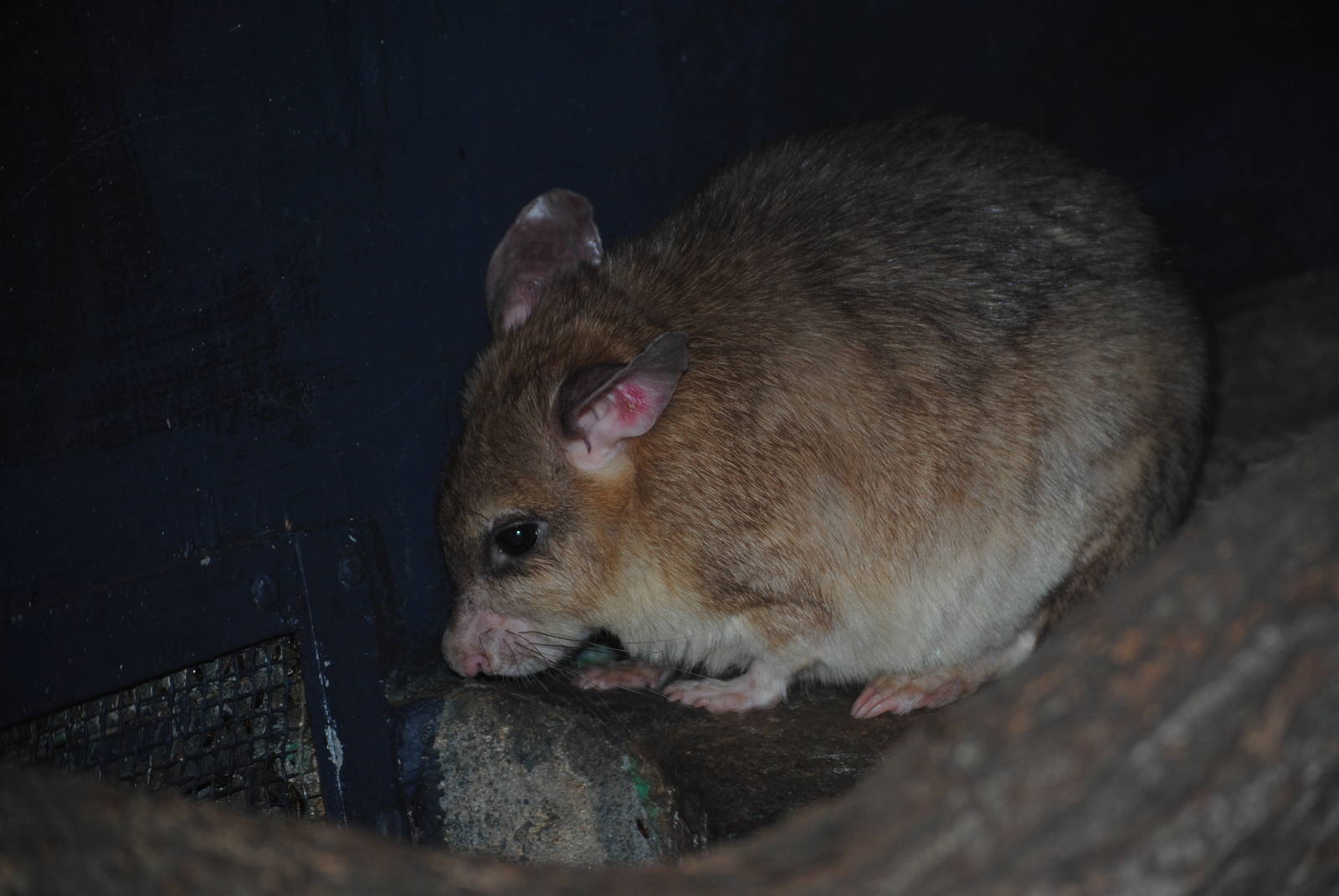 Malagasy Giant Rat