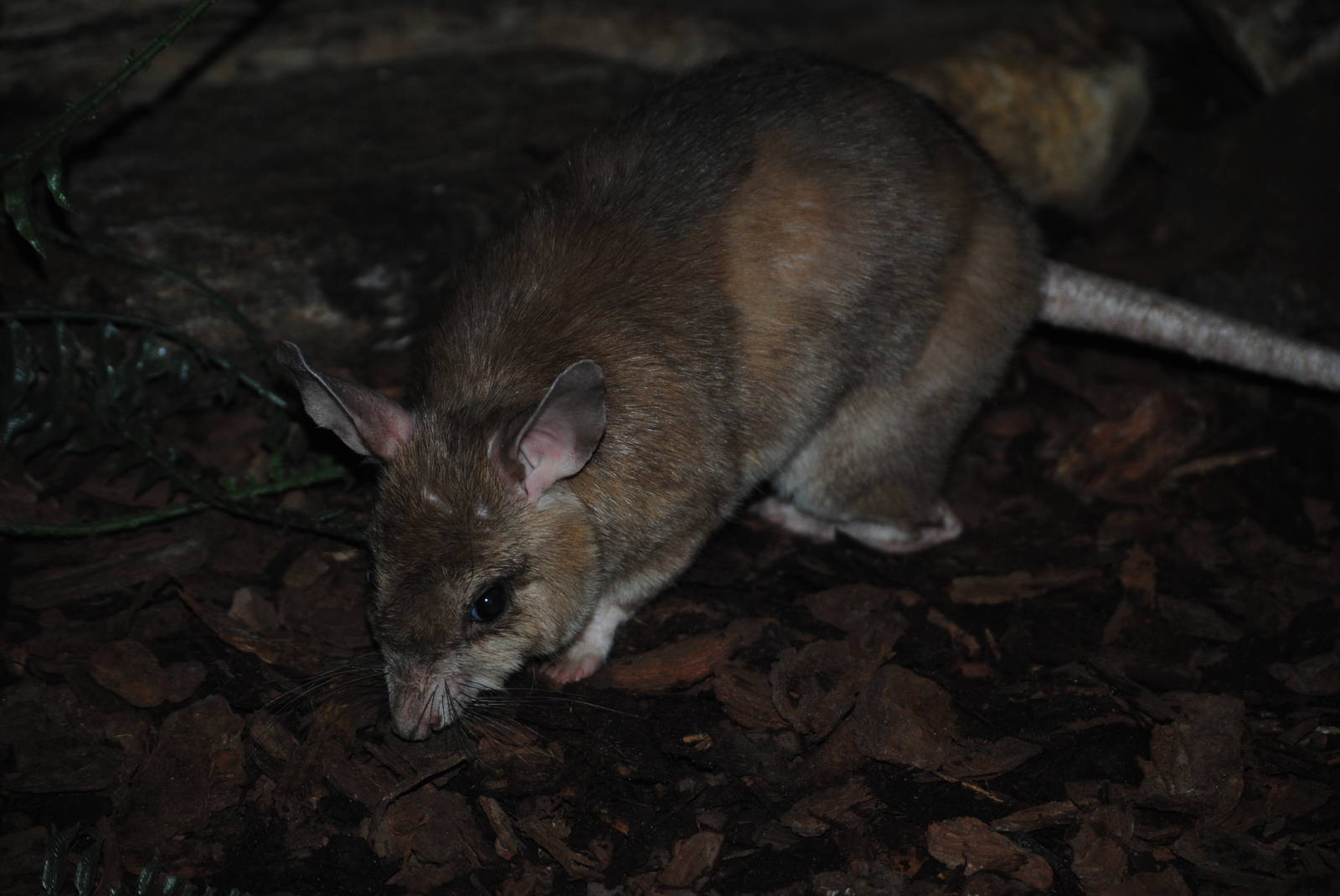 Malagasy Giant Rat