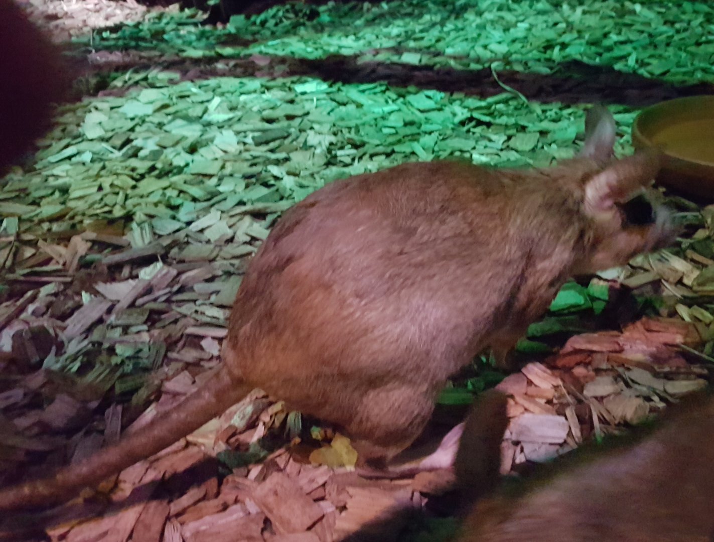 Malagasy giant rat