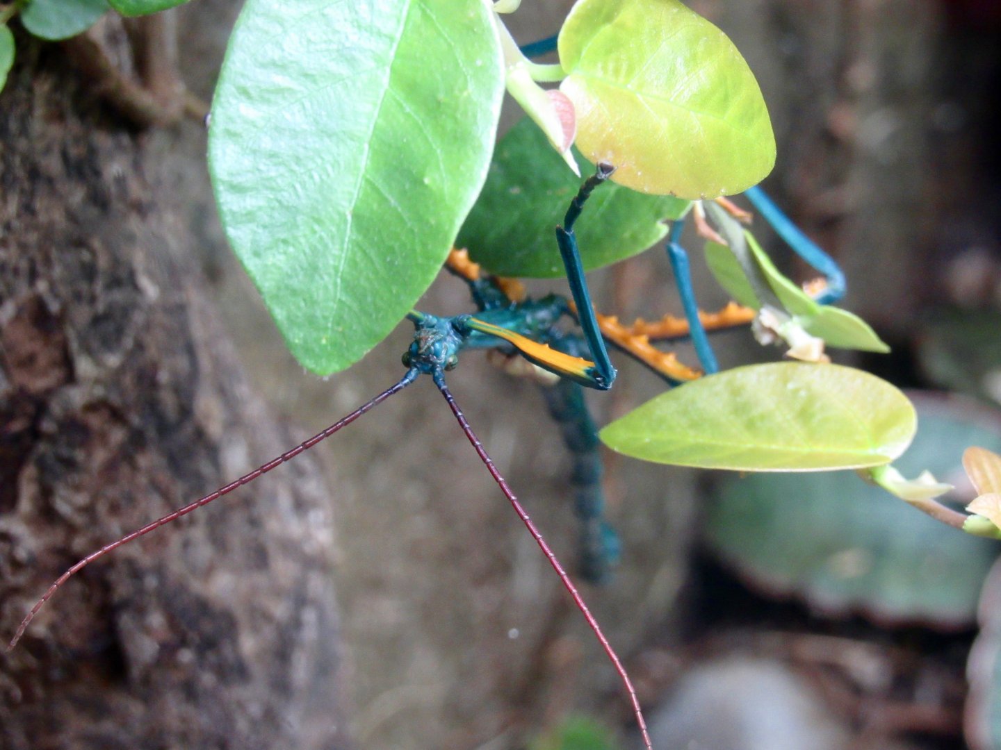 Malagasy Giant Stick Insect
