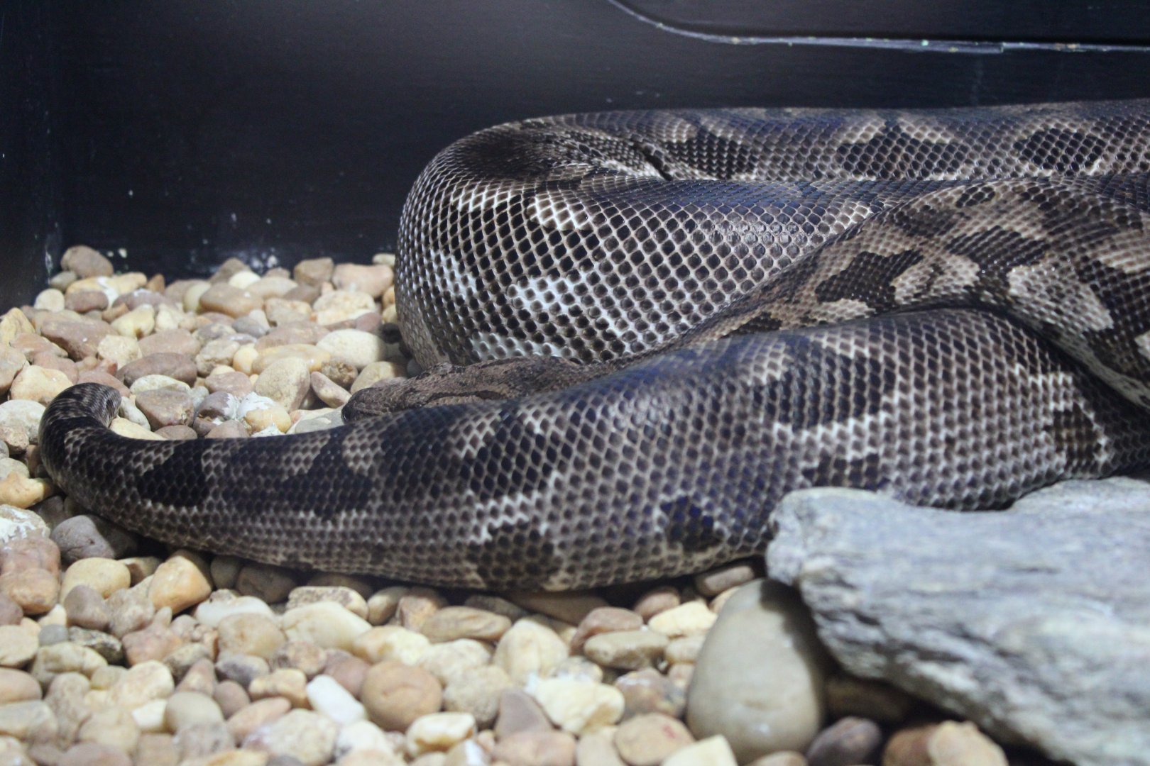 Malagasy Ground Boa (Acrantophis madagascarensis)