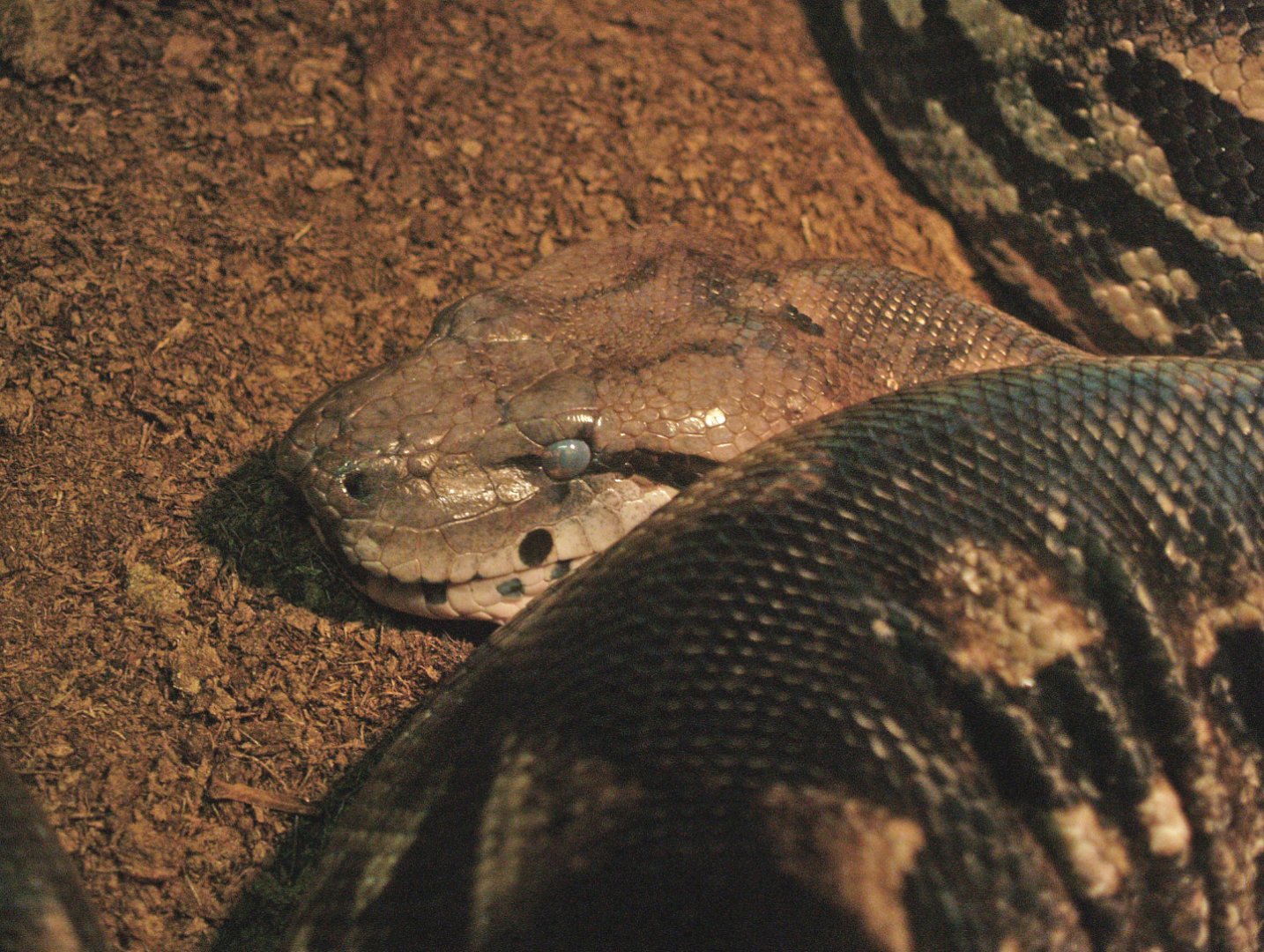 Malagasy ground boa (Acrantophis madagascariensis), 2009-04-14