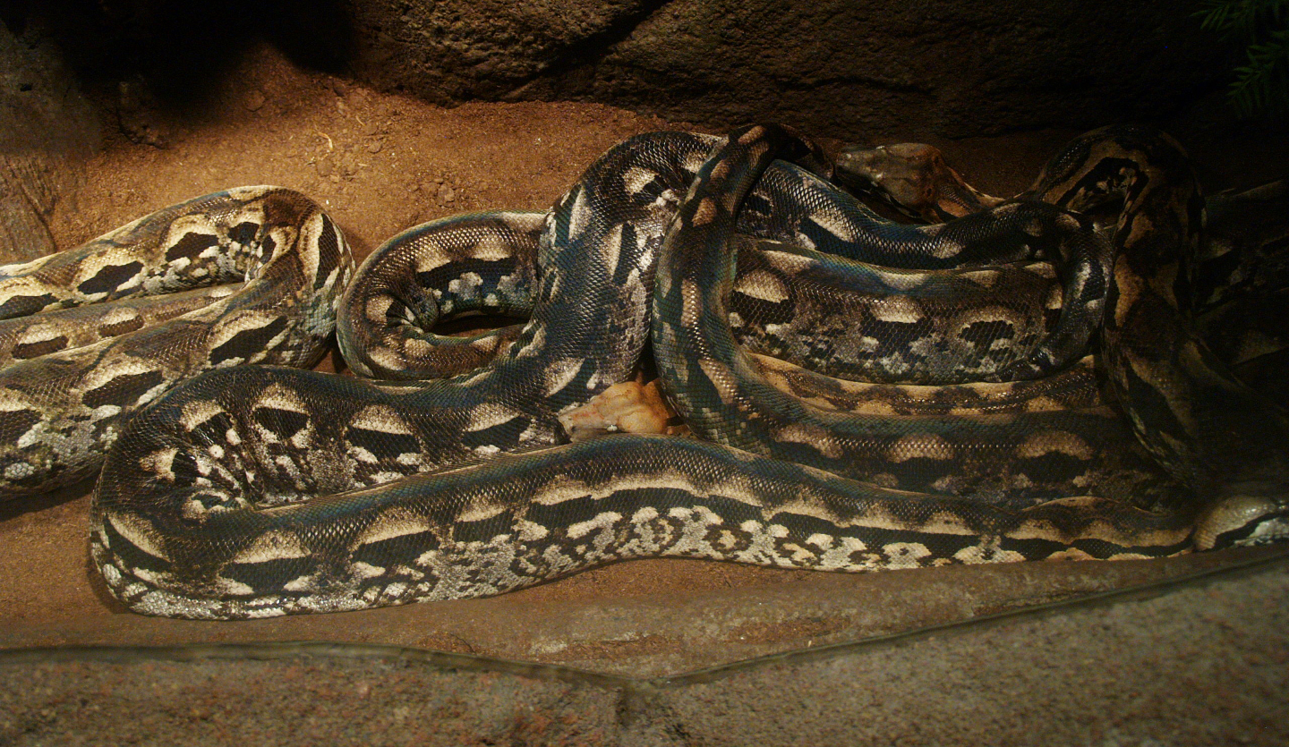 Malagasy ground boa (Acrantophis madagascariensis), 2014-02-16