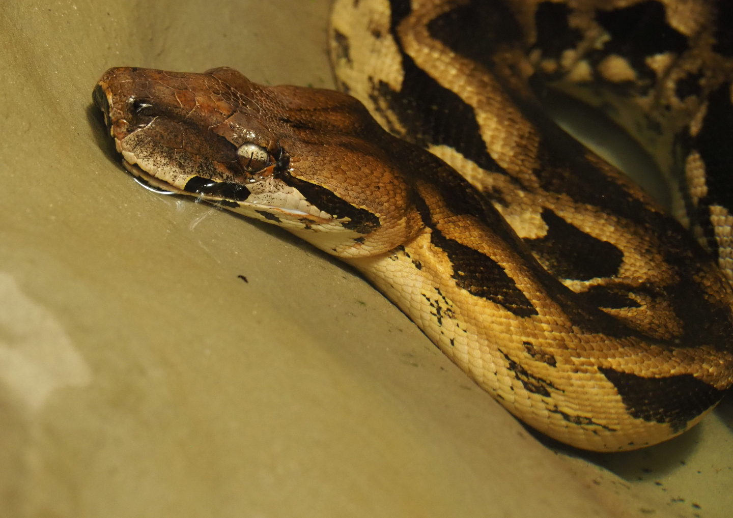 Malagasy ground boa (Acrantophis madagascariensis), 2020-06-28