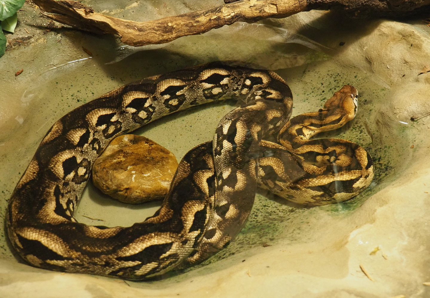 Malagasy ground boa (Acrantophis madagascariensis), 2020-09-20