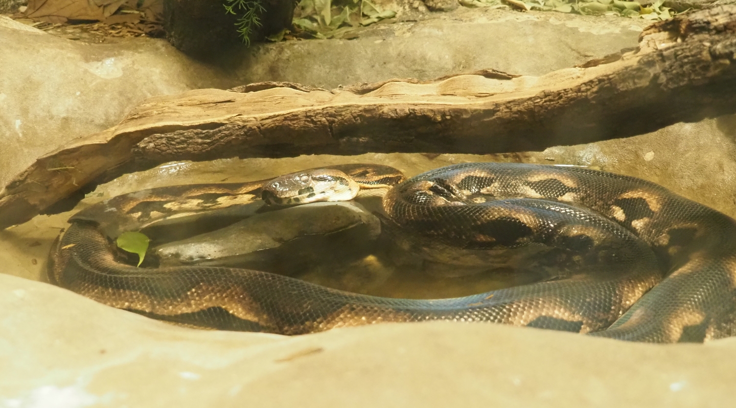 Malagasy ground boa (Acrantophis madagascariensis), Feb 27th, 2019