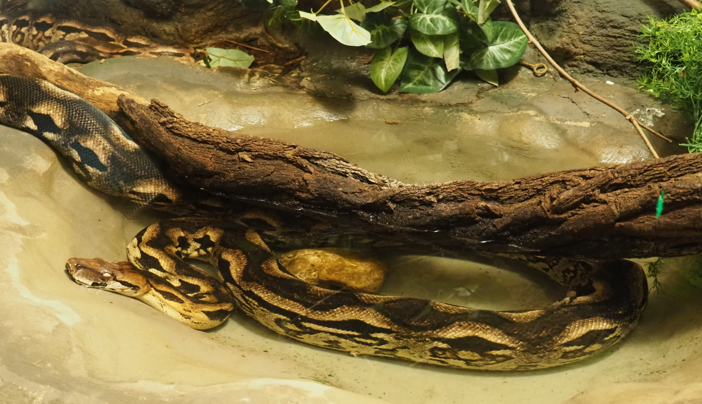 Malagasy ground boa (Acrantophis madagascariensis) in the pool, 2020-06-28