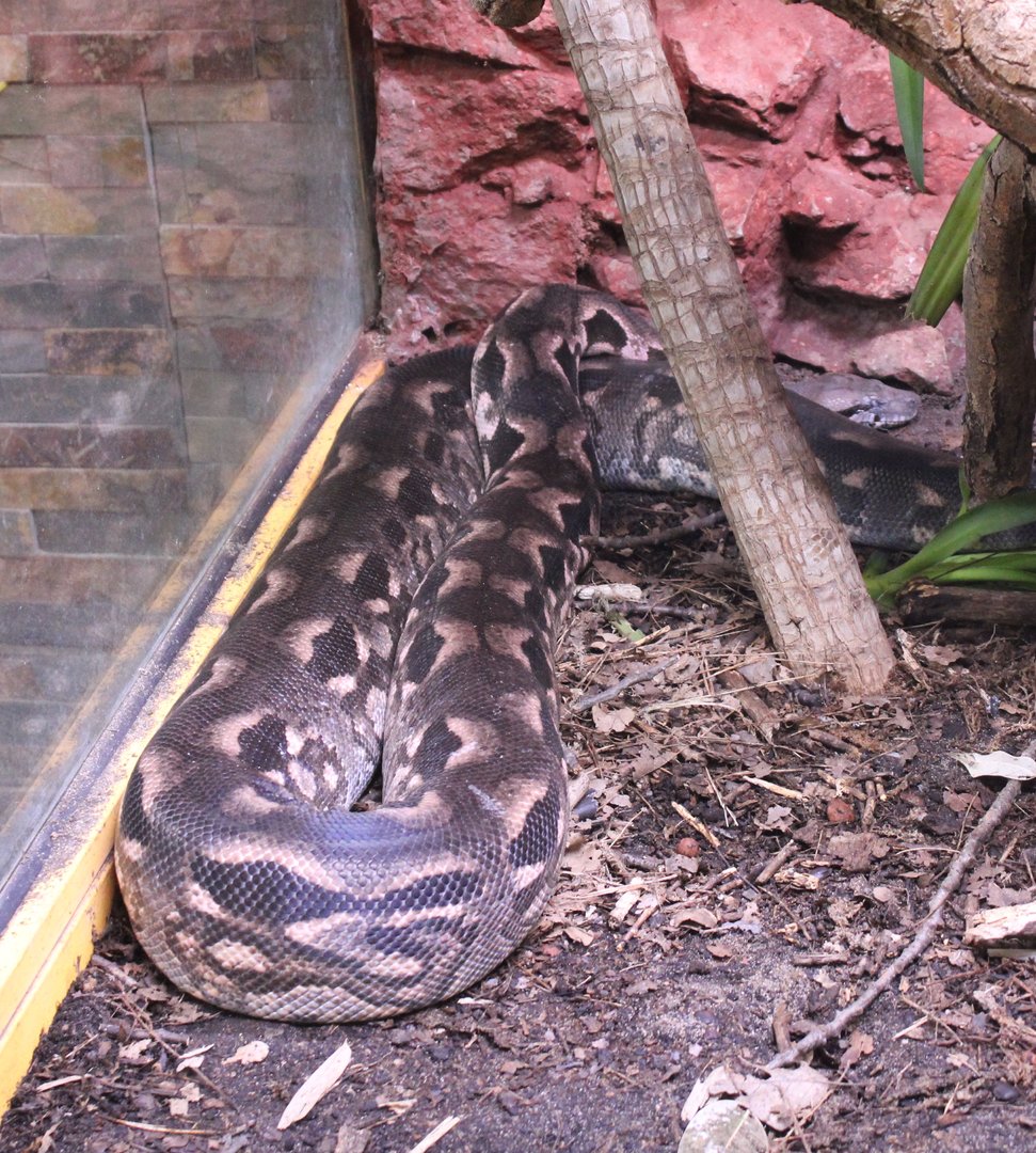 Malagasy ground boa - Acrantophis madagascariensis