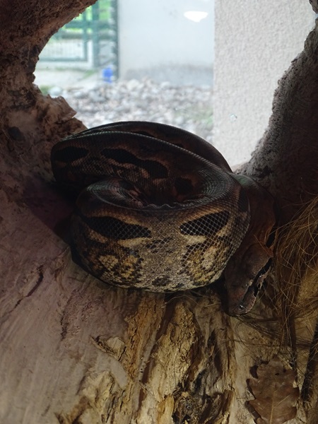 Malagasy ground boa (Acrantophis madagascariensis)