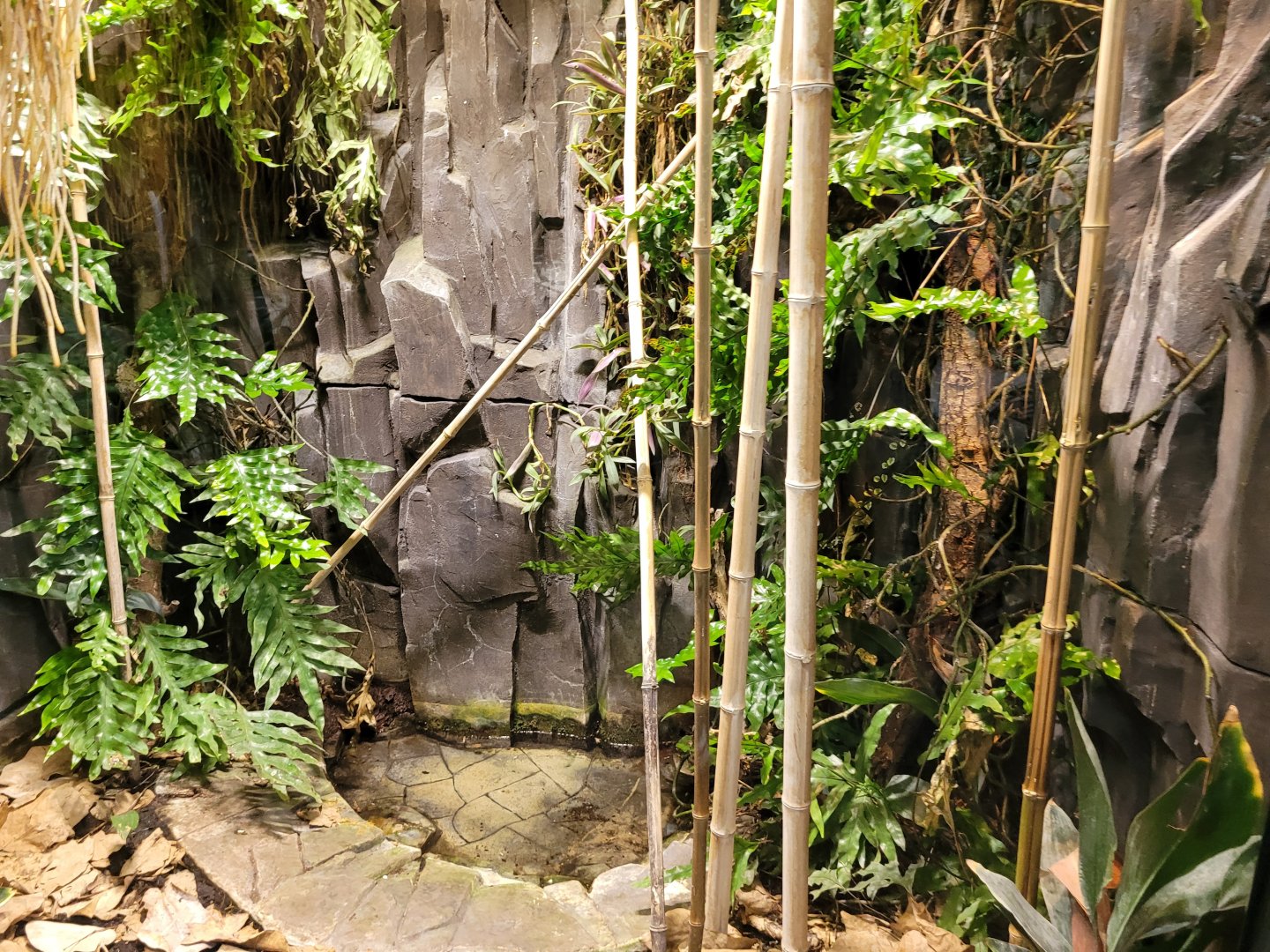 Malagasy ground boa and Madagascar day gecko exhibit -Parc Zoologique de Paris (2022)