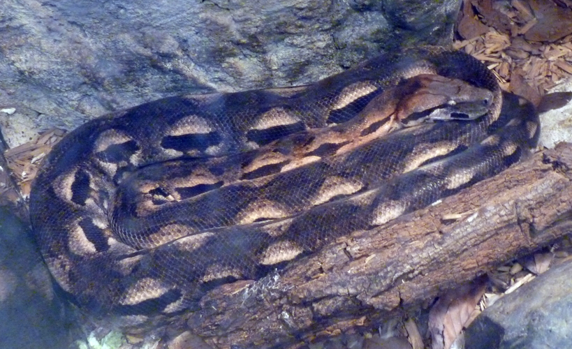 Malagasy ground boa (Boa madagascariensis)