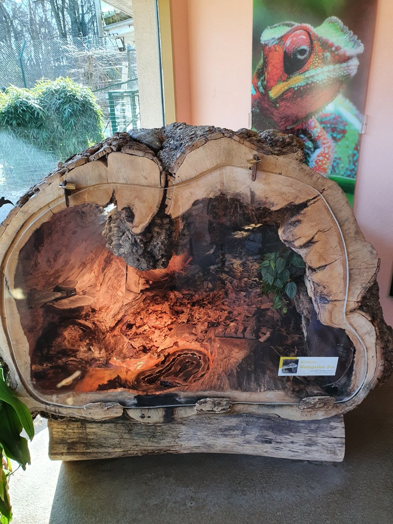 Malagasy ground boa tank