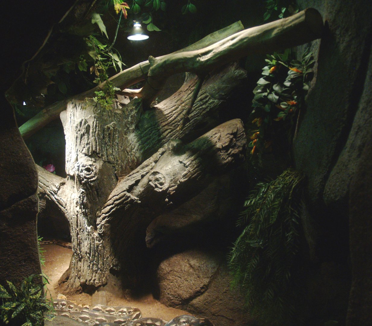 Malagasy ground boa terrarium, 2014-02-16