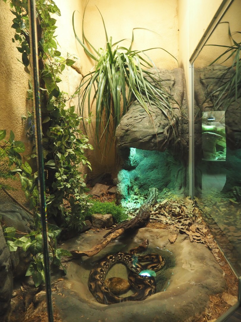 Malagasy ground boa terrarium, 2020-09-20