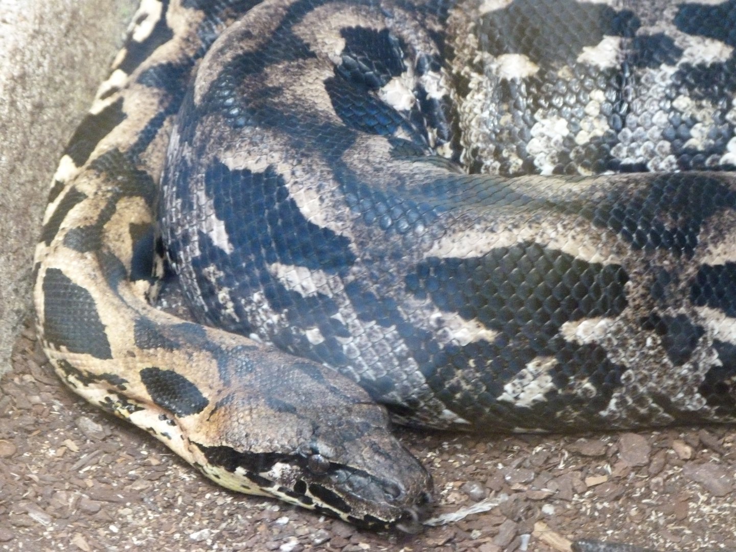 Malagasy ground boa -ZooParc de Beauval (2025)