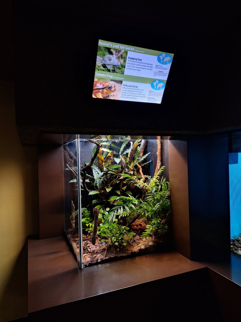 Malagasy herps terrarium