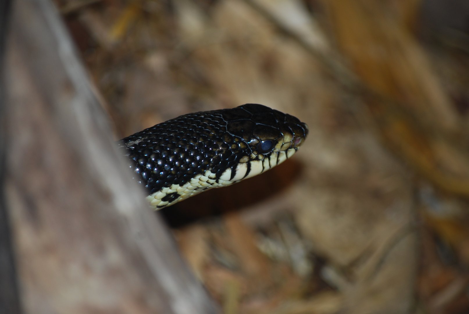 Malagasy Hognose Snake