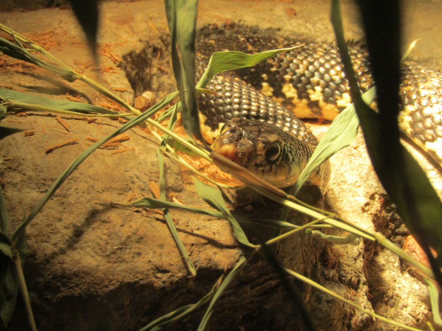 Malagasy Hognose Snake
