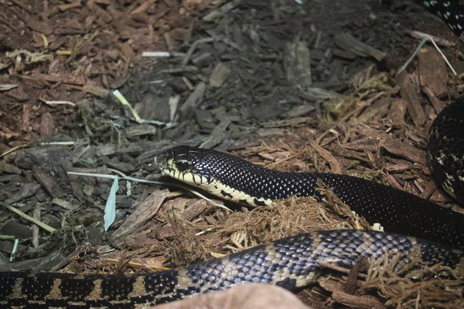 Malagasy Hognose Snake