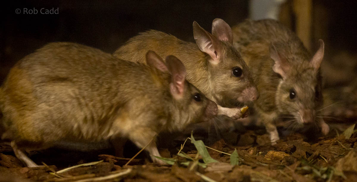 Malagasy jumping rat : Bristol : 22 Sep 2015