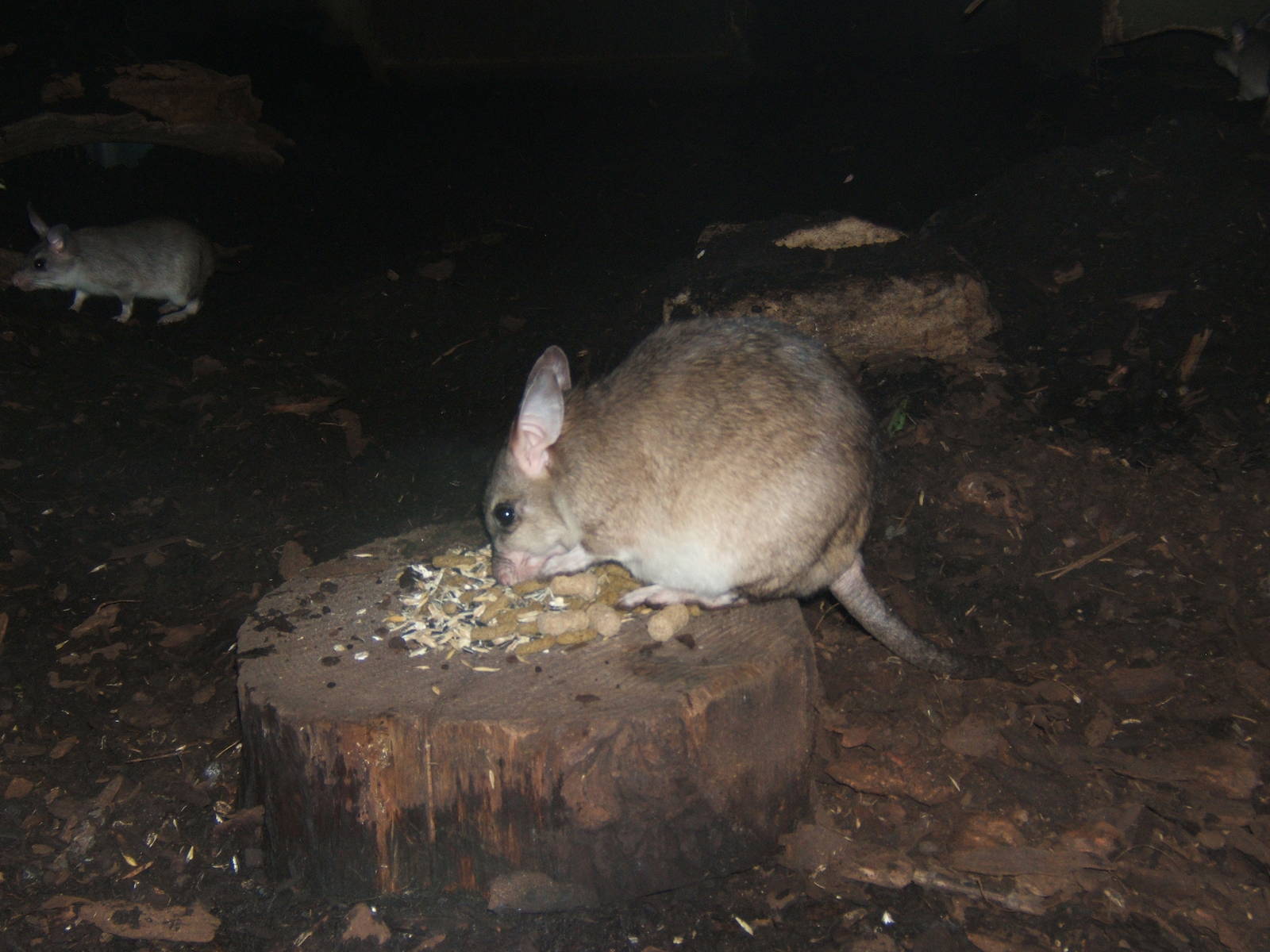 Malagasy Jumping Rat