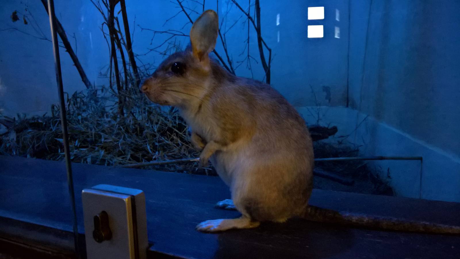 Malagasy jumping rat