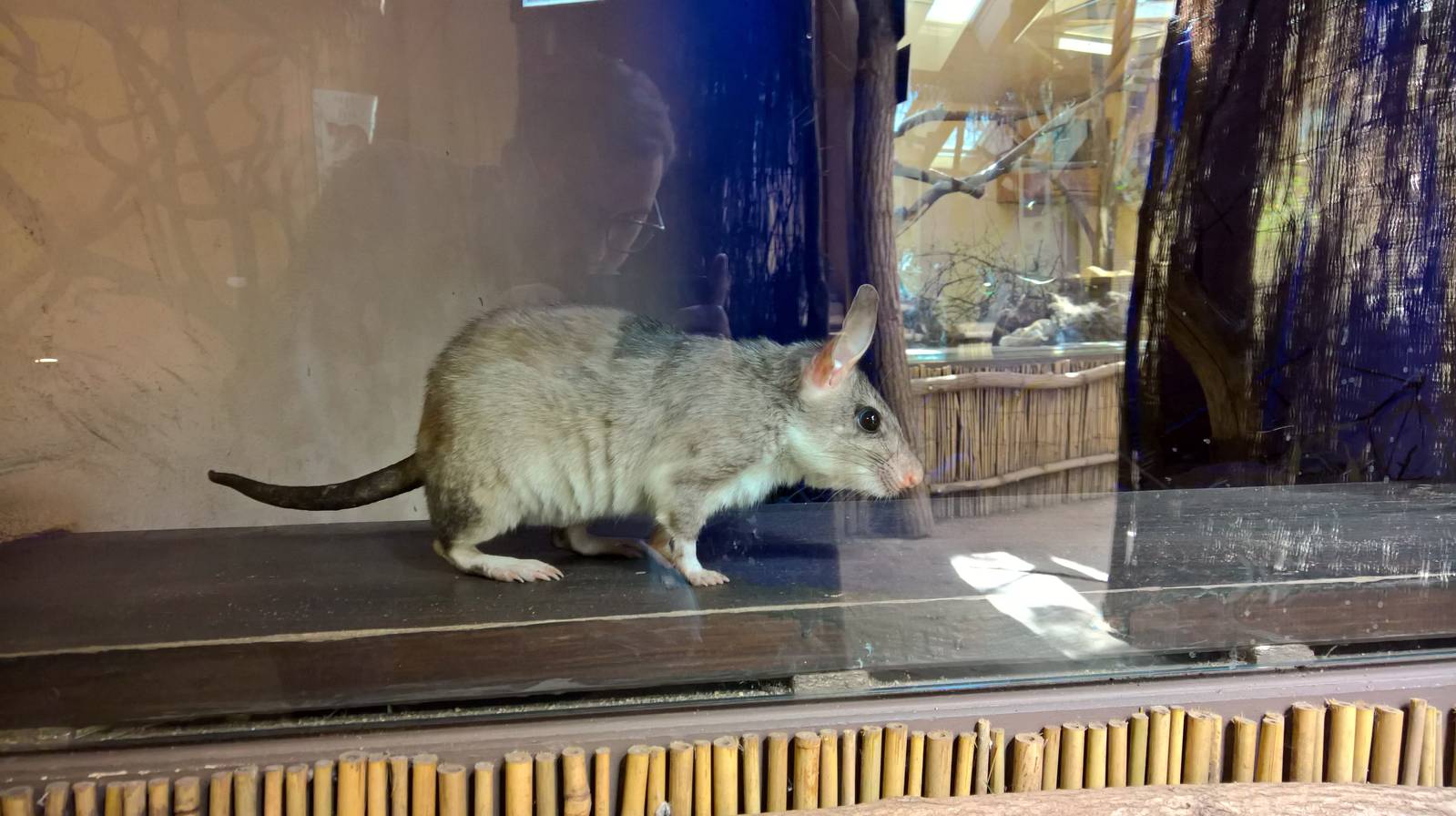 Malagasy jumping rat