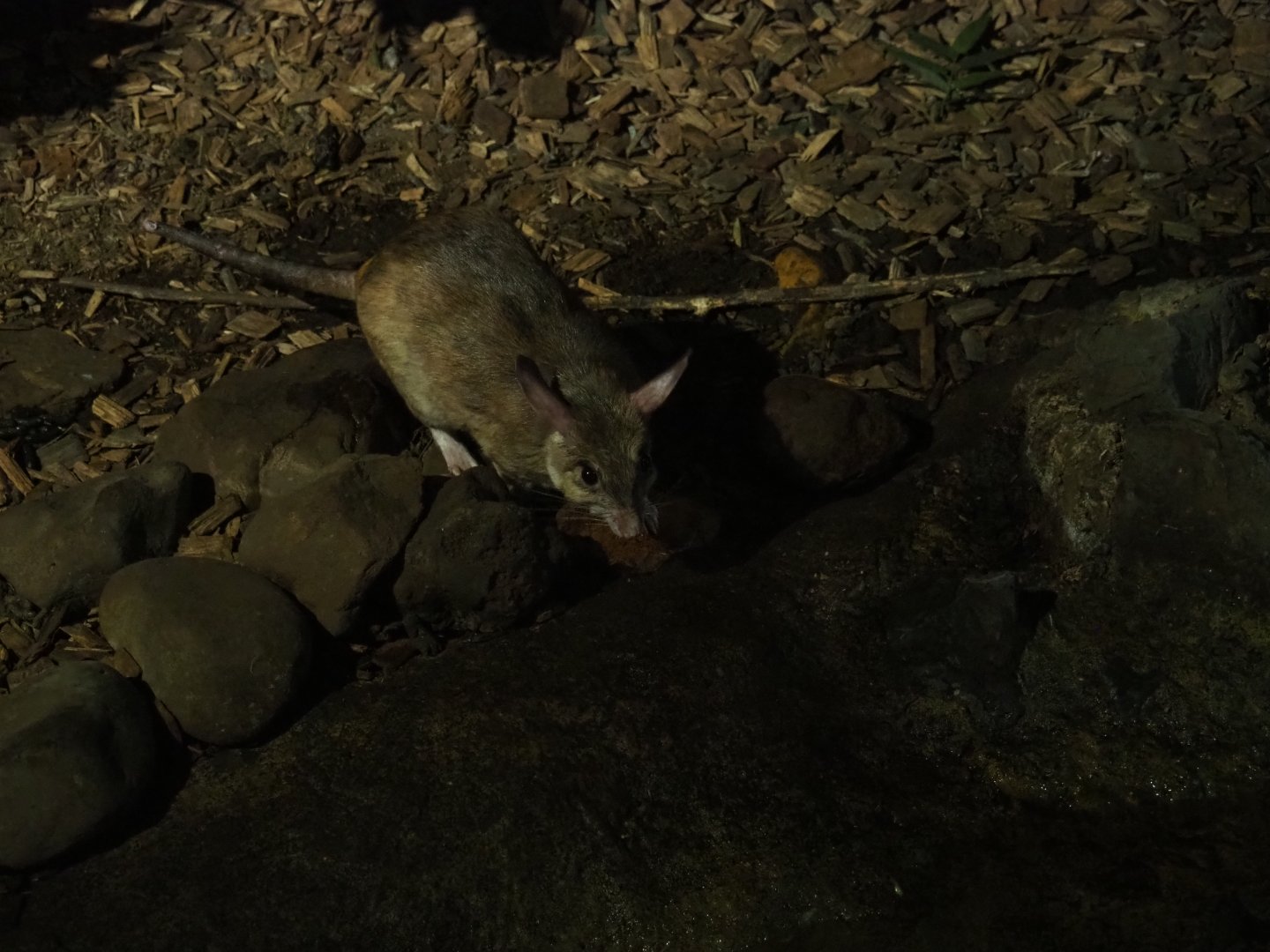 Malagasy Jumping Rat