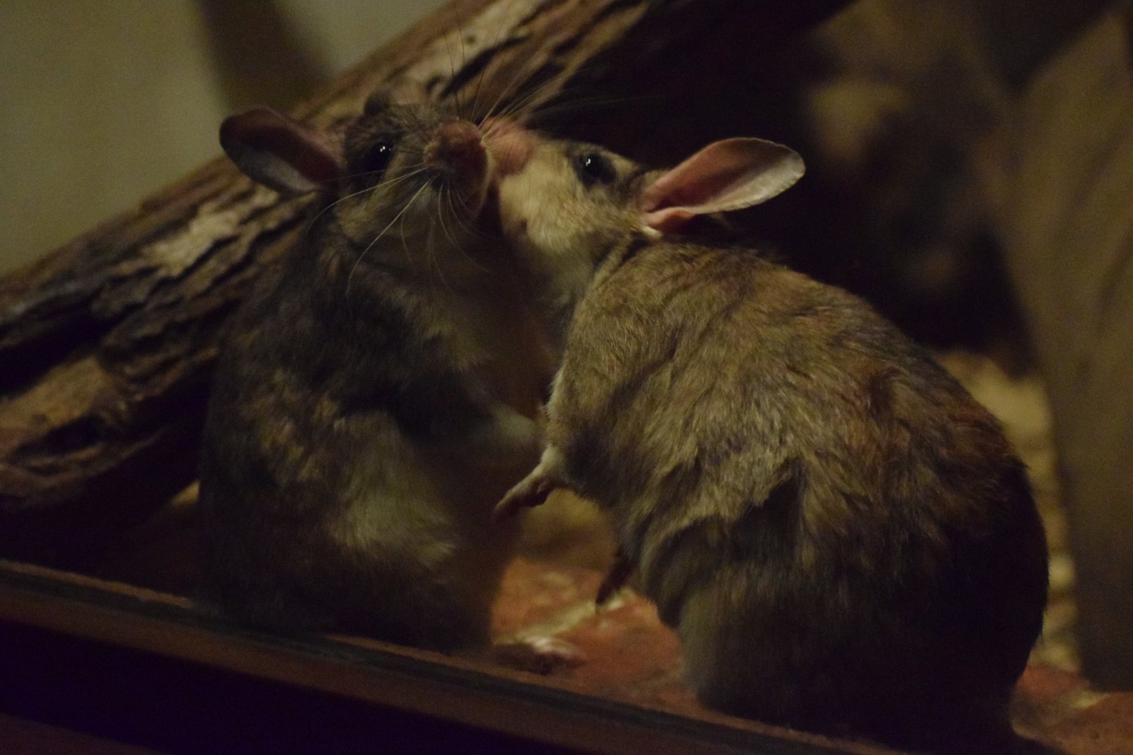 Malagasy jumping rat