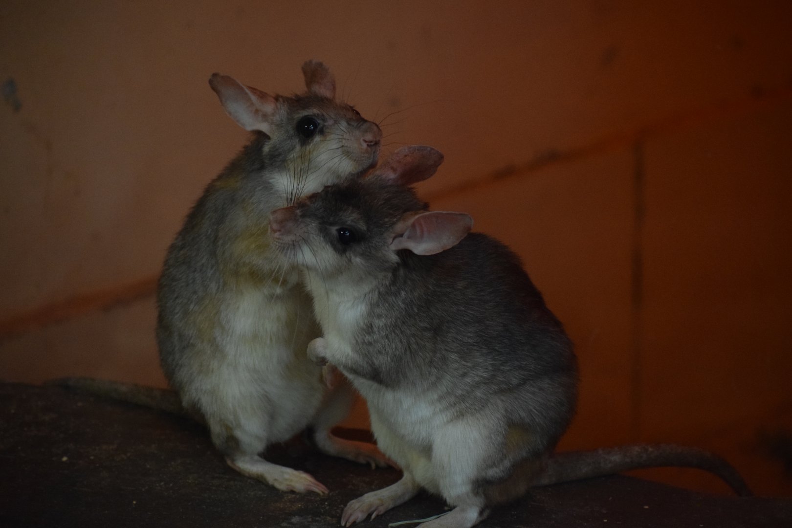 Malagasy jumping rat