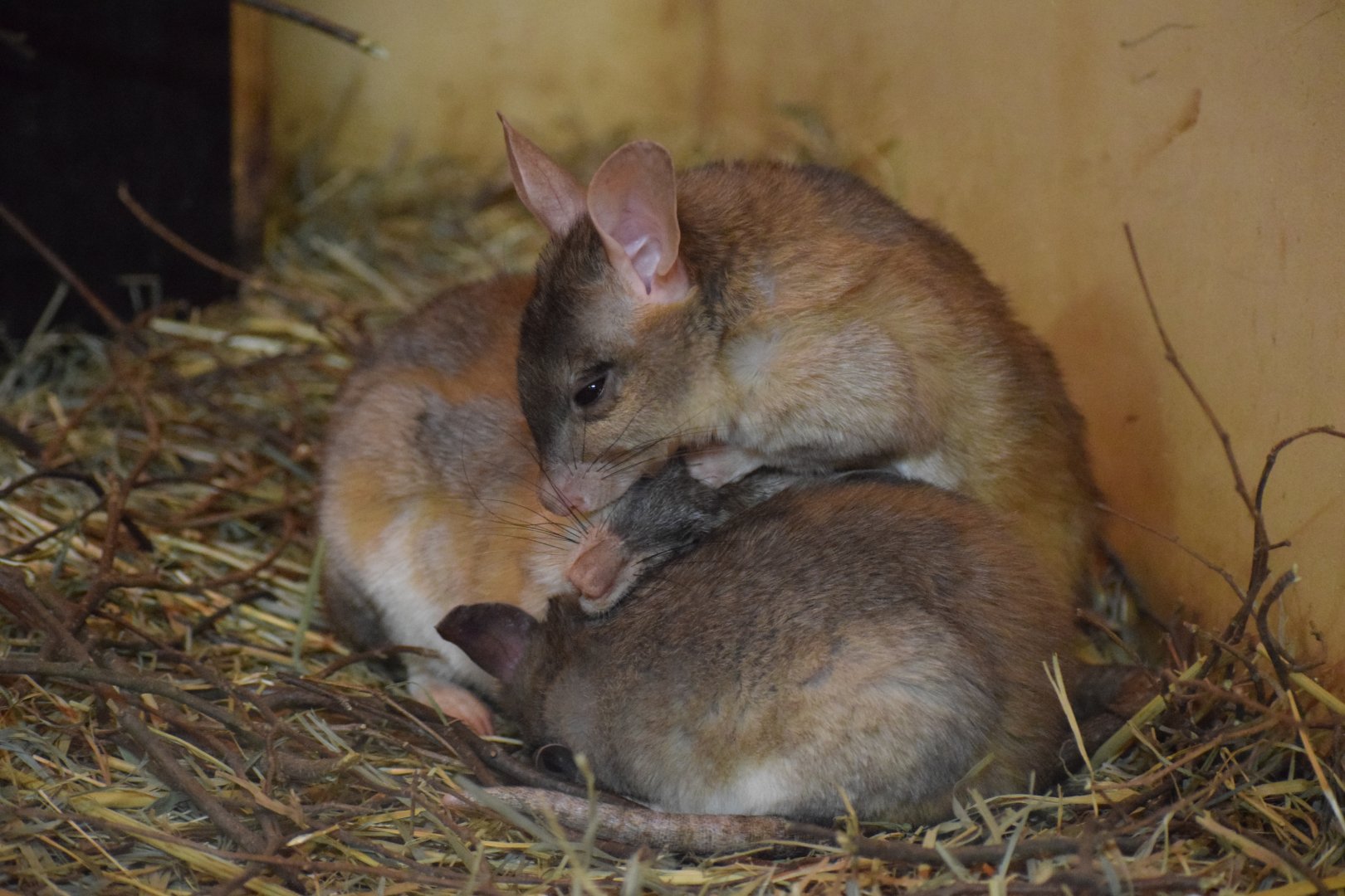 Malagasy jumping rats