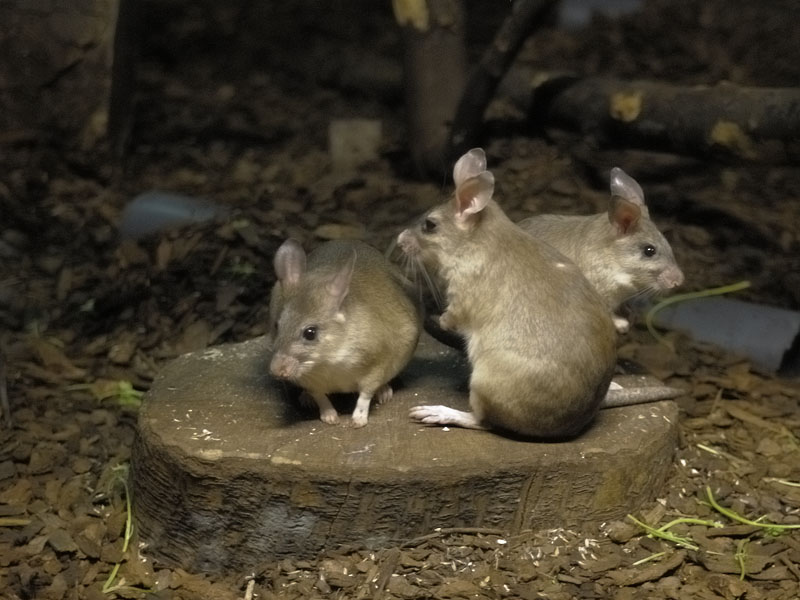 Malagasy jumping rats