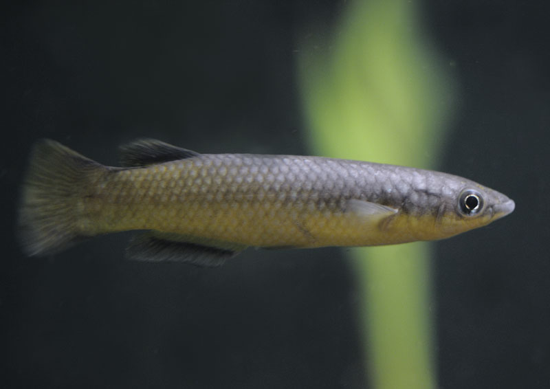 Malagasy killifish - Pachypanchax sakaramyi