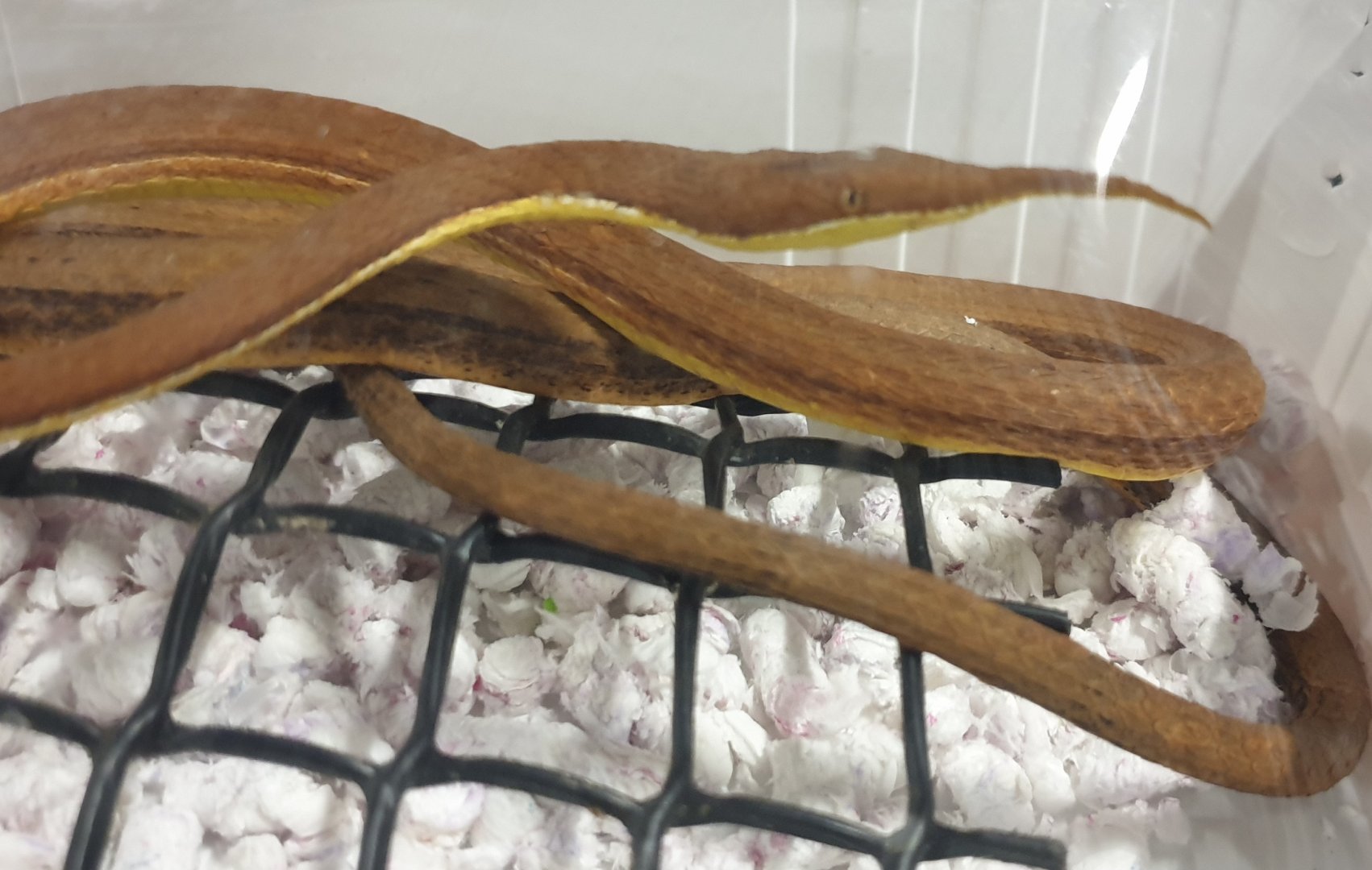 Malagasy leaf-nosed snake - Langaha madagascariensis