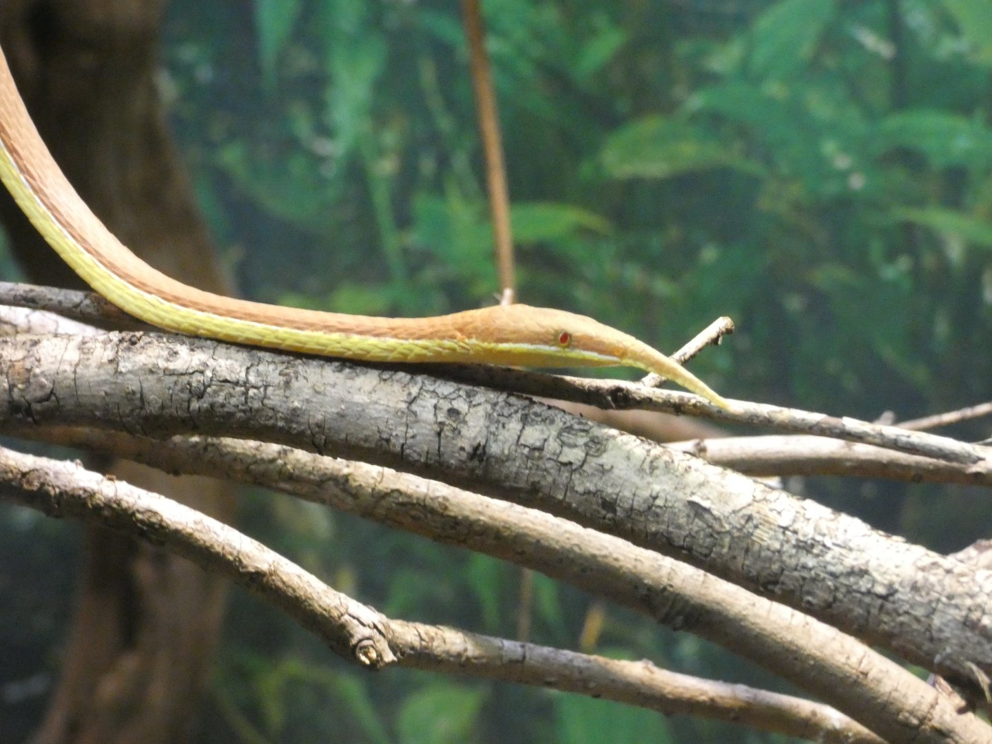 Malagasy leaf-nosed snake male
