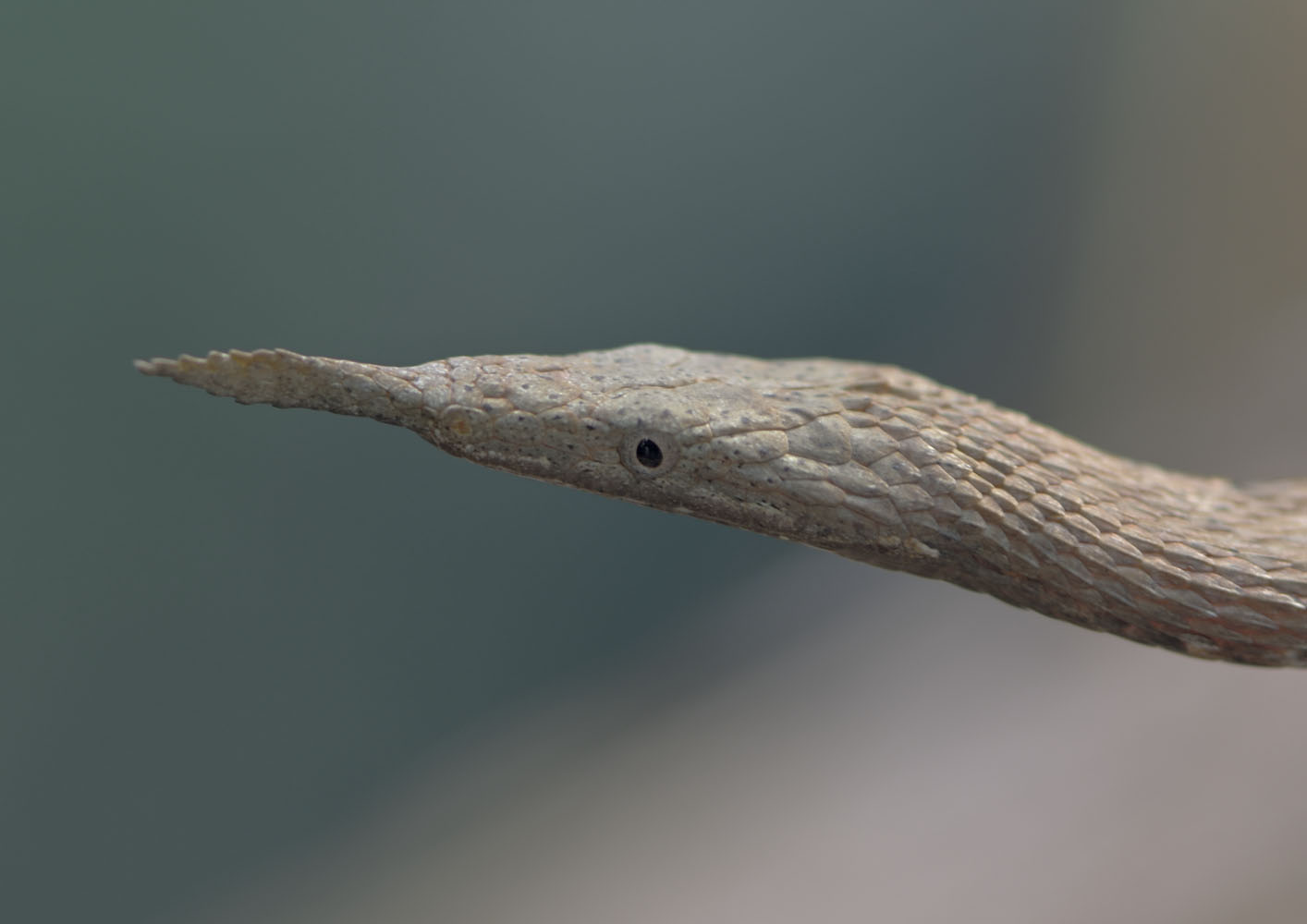 Malagasy leaf-nosed snake, older female