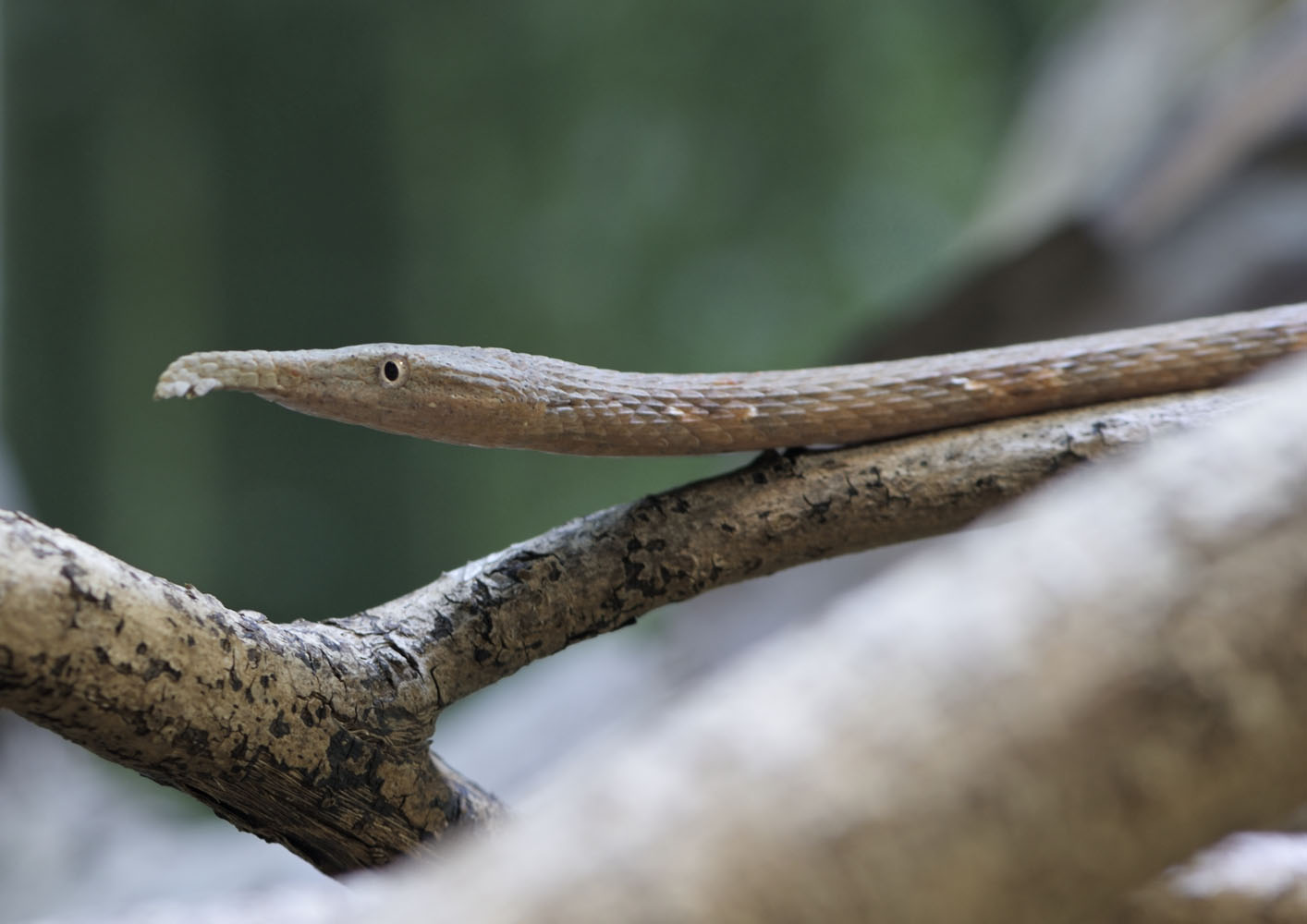 Malagasy leaf-nosed  snake, younger female